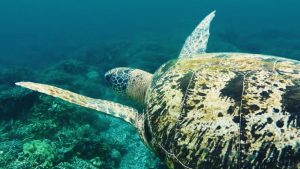 snorkelen schildpadden moalboal