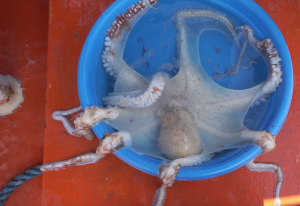 octopus vangen buhay isla