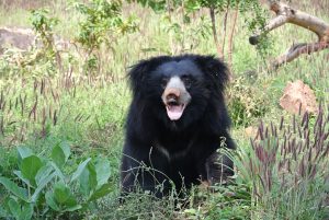 Sloth Bear Sri Lanka